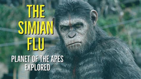 simian flu virus|How Scientifically Plausible Is the ‘Simian Flu’ in.